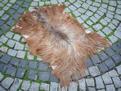 Angora Goat Leather Goatskin Fur 2 x 3 ft Pelt Hide 100% Natural Goat Skin Rug