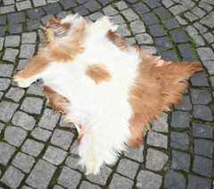Angora Goat Leather Angora Goatskin Fur Rug Pelt Hide 100% Natural Goat Skin Rug