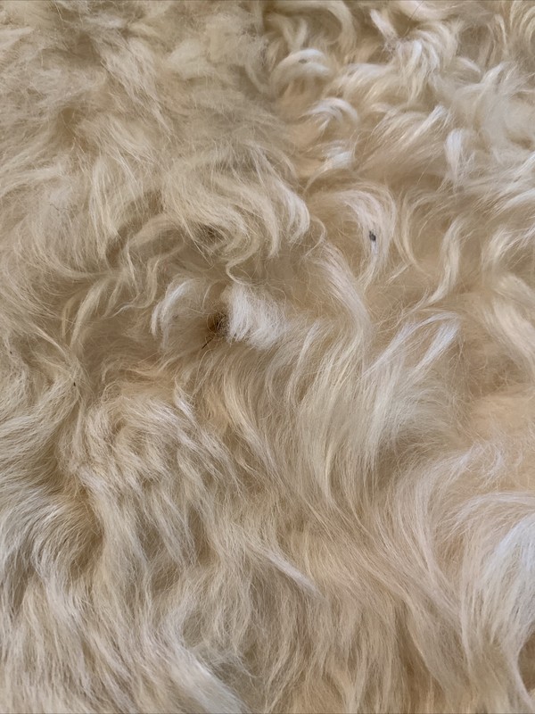 Vintage Alpaca Skin Hide Rug Solid White Ivory Approx 3' x 4.5' Soft Plush gallery
